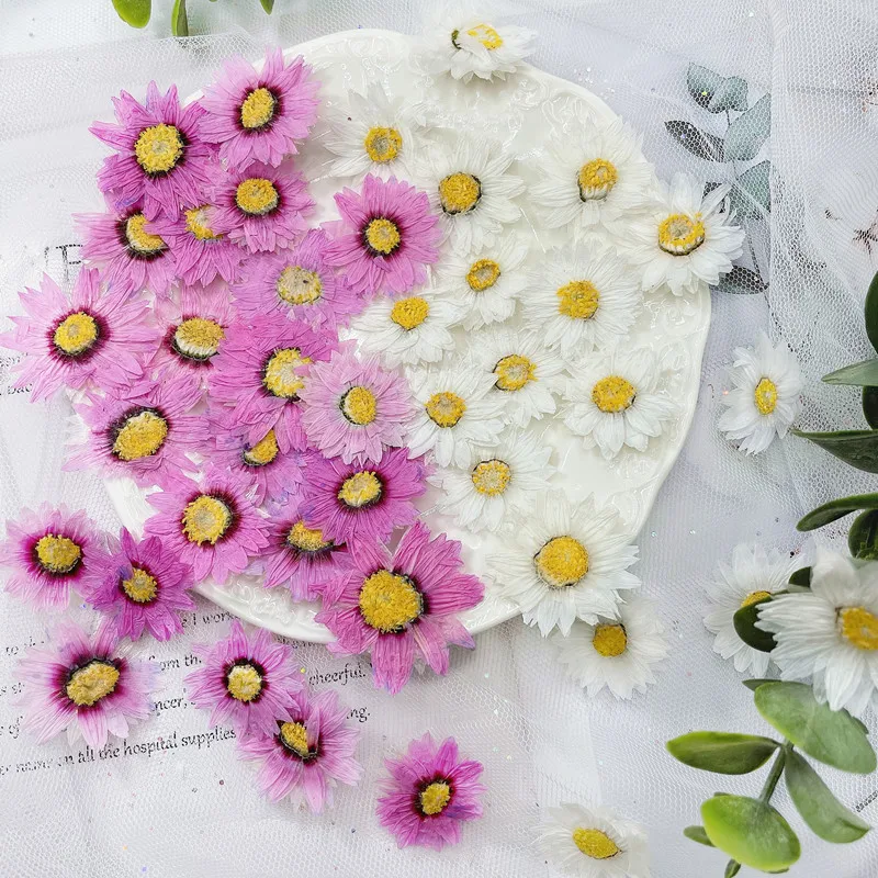 Home Decor Daisy - 24pcs/2-4CM,Natural Pressed Flowers petals,Real Dried daisy