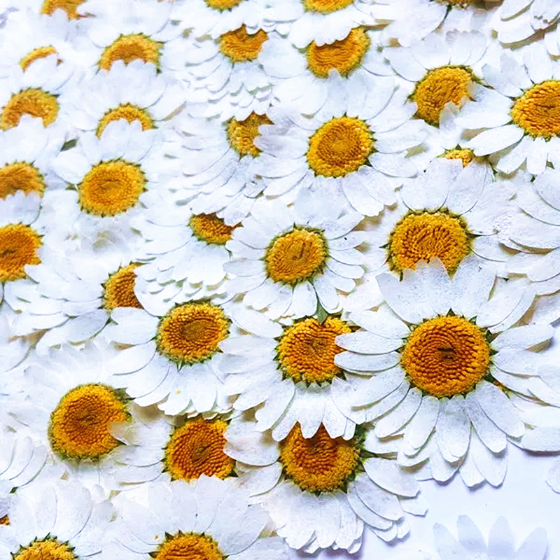 100Pcs Natural White Crystal C - Home Decor Daisy 评论和价格