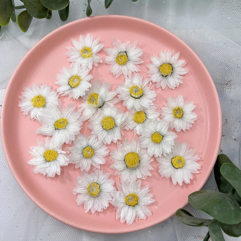 24pcs/2-4CM,Natural Pressed Fl - Home Decor Daisy 评论和价格