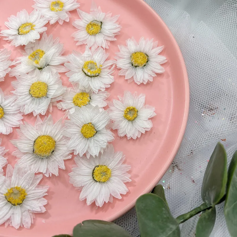 24pcs/2-4CM,Natural Pressed Fl - Home Decor Daisy 评论和价格